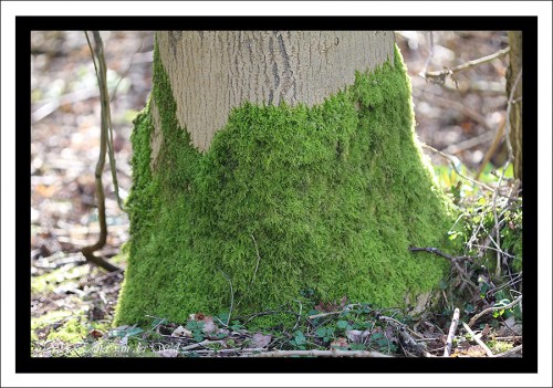 Bomen zaten vol mos