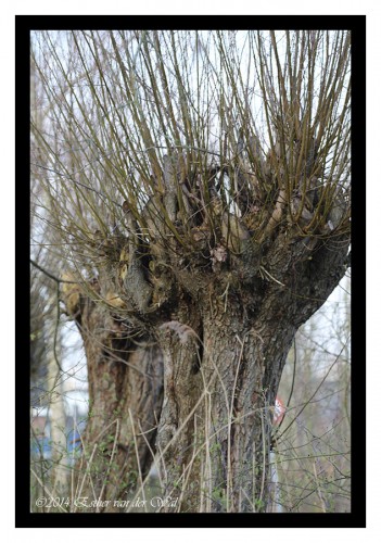 Prachtige bomen, statig daar hou ik van!