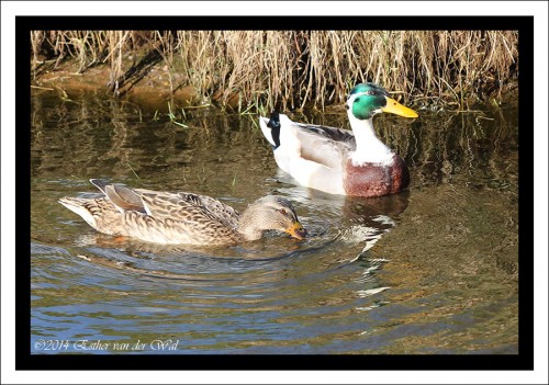 Alle eendjes zwemmen in het water.....