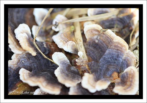 Close-up van de paddenstoel.