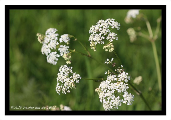 Bloemen