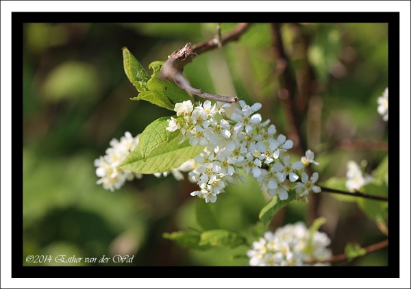 Bloemetjes-02