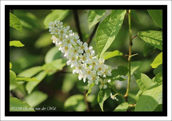 Bloemetjes-03