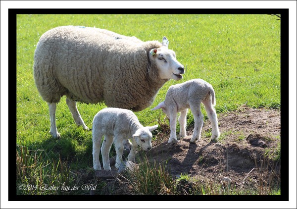 Zo schattig die lammetjes