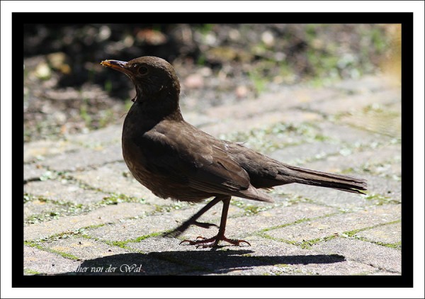 De merels vliegen af en aan met wormen naar hun jonge kroost.