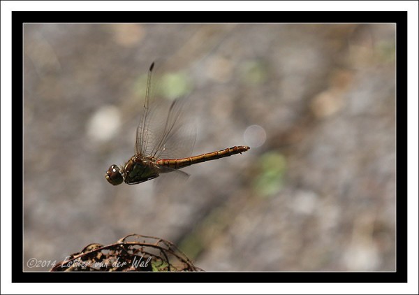 Libelle-Vliegend