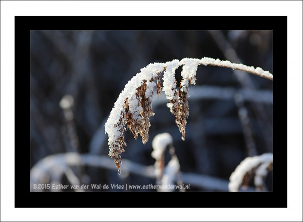 Sneeuw-2015-015