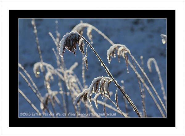 Sneeuw-2015-016