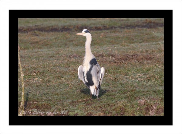 Reiger-01