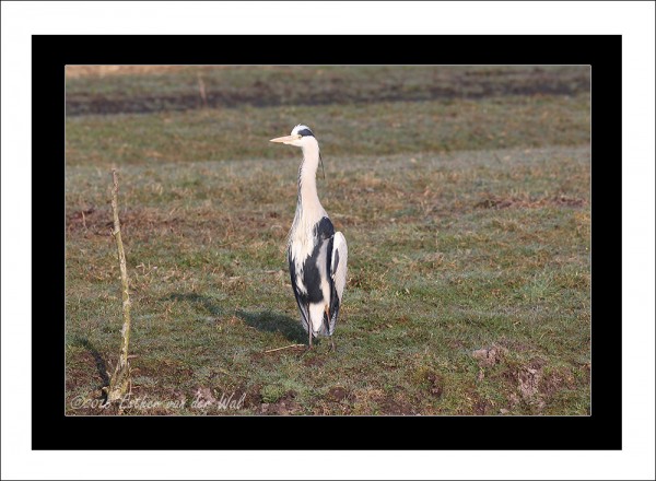 Reiger-02