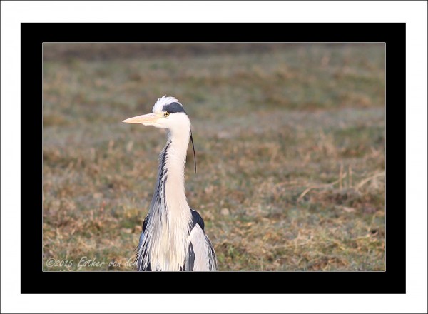 Reiger-03