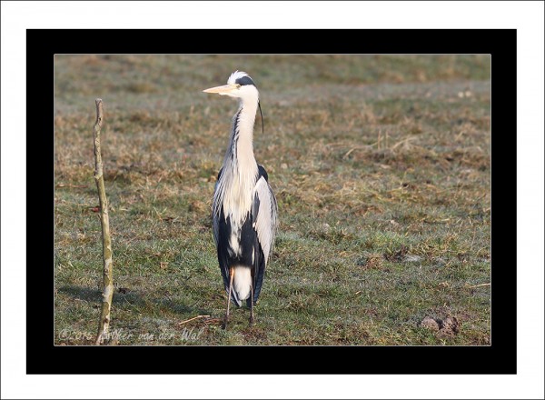 Reiger-04