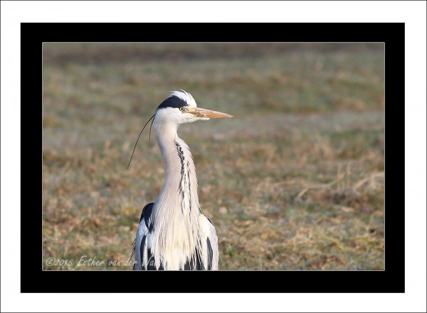 Reiger-05