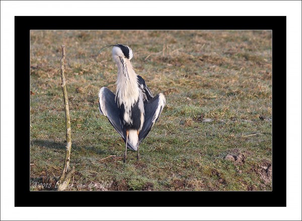 Reiger-06