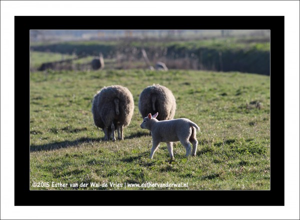 Lammetjes-04