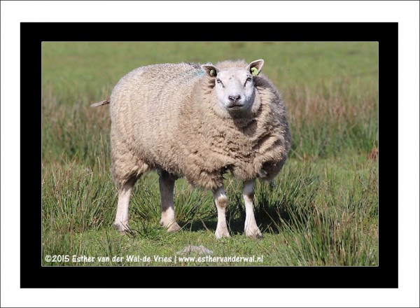 Schaap-12042015-001