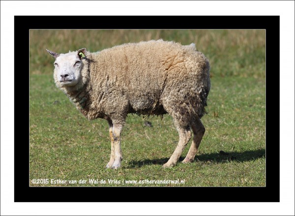 Schaap-12042015-002