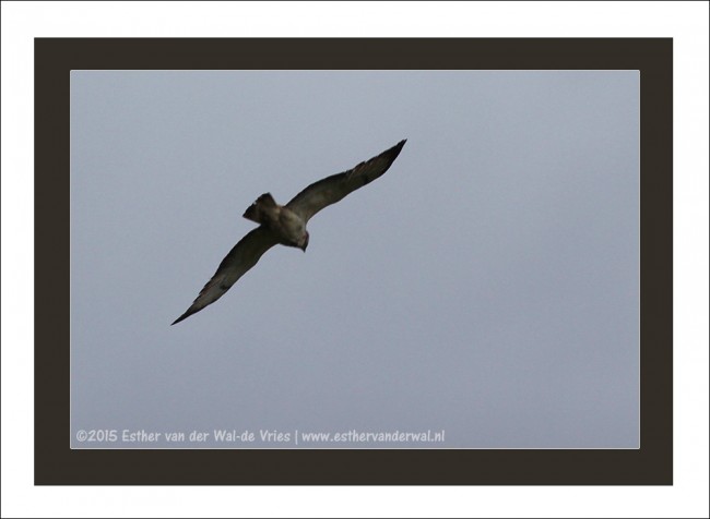 Buizerd-mispoes