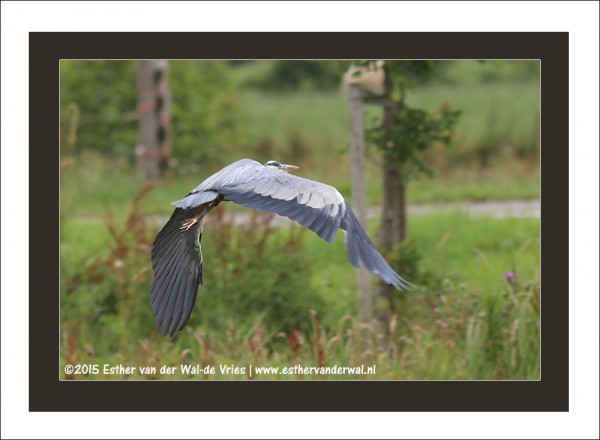 Reiger