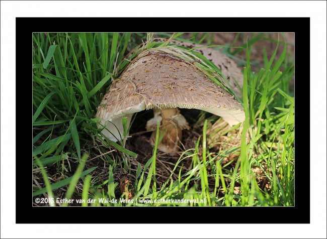 Paddestoelen-20092015-02