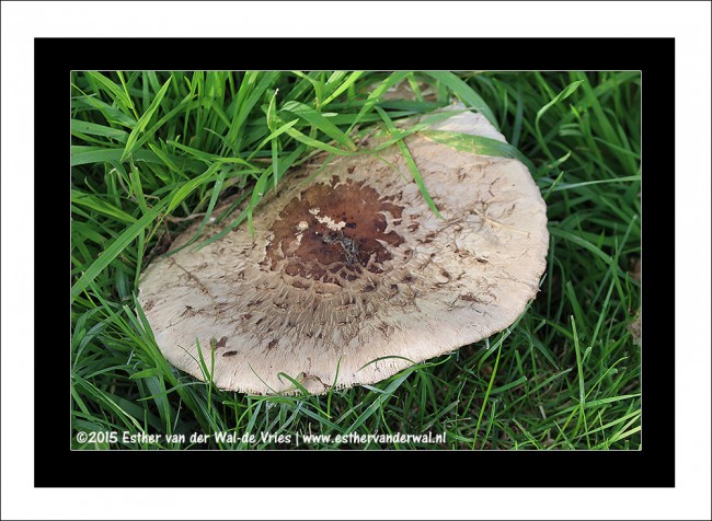 Paddestoelen-20092015-04