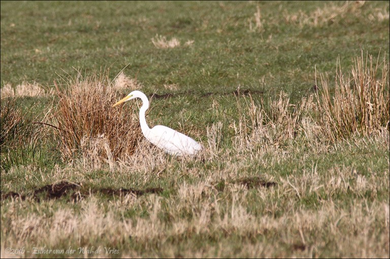 Witte-Reiger-001