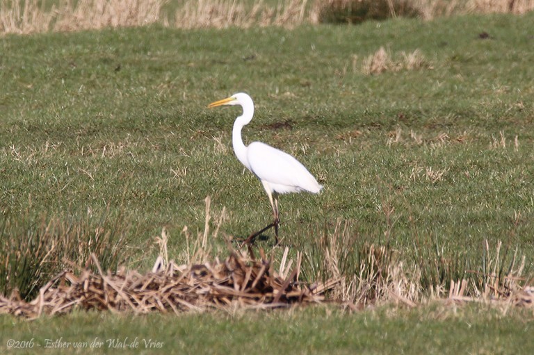 Witte-Reiger-002