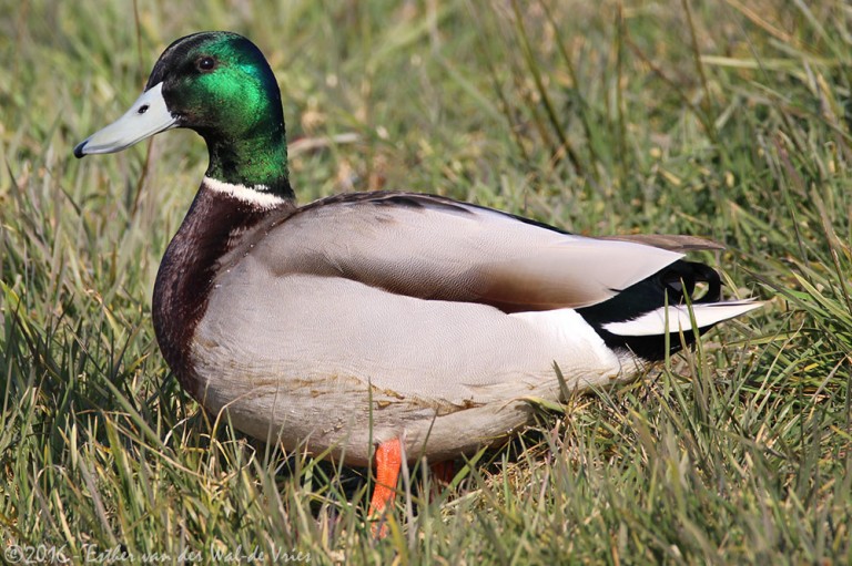 Woerd, mannetjes eend