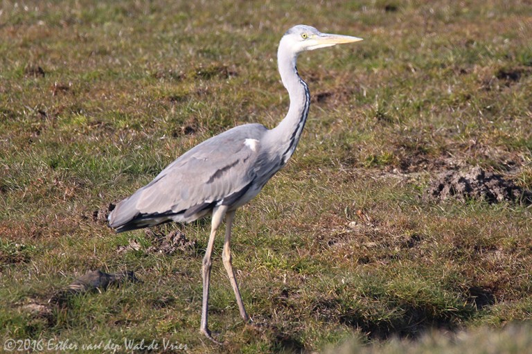 Blauwe Reiger