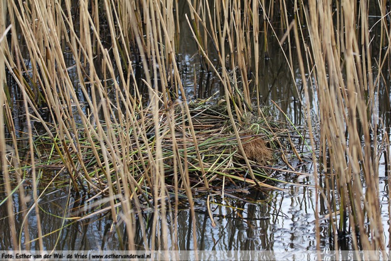 De Meerkoetjes hebben hier in de sloot hun nest gebouwd.