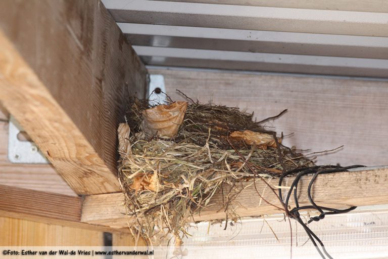 Alweer een nestje onder de carport, vorig jaar zat daar een duivennest. Ben benieuwd wat dit is.