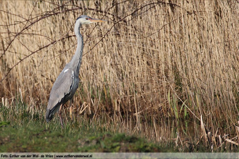 Reiger-03042016-01