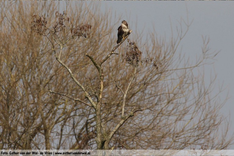 Het was heeeeel ver weg maar kon hem nog net 'pakken' met mijn camera.