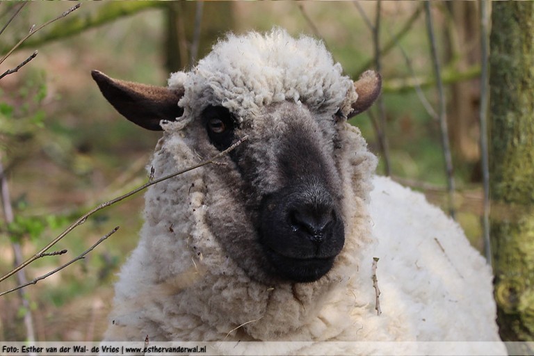 Ik stond ineens oog in oog met een schaap die was ontsnapt! Schrok me rot!