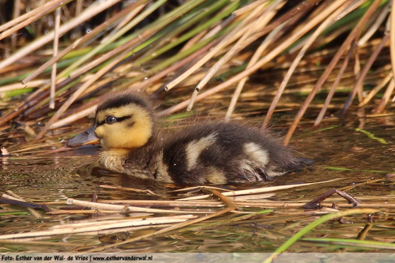 baby-eendjes-09042016-01