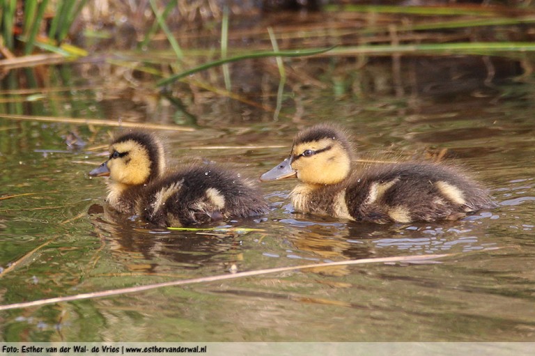 baby-eendjes-09042016-02