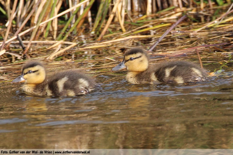 baby-eendjes-09042016-04