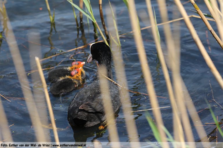 Meerkoet-kuikens-10052016-001