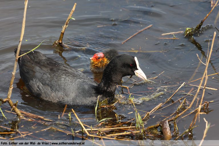 Meerkoet-kuikens-10052016-005