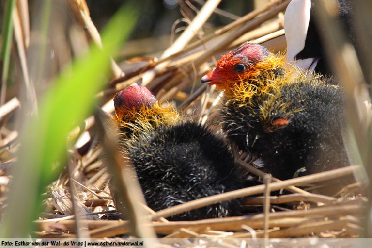 Meerkoetjes-08052016-002