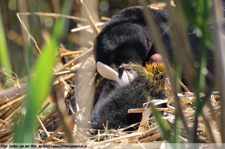 Meerkoetjes-08052016-006