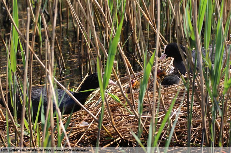 Meerkoetjes-08052016-009