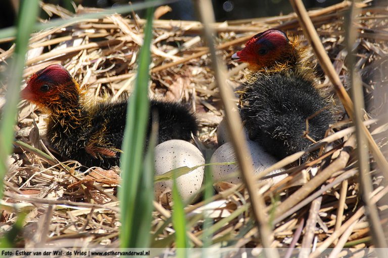 Meerkoetjes-08052016-010