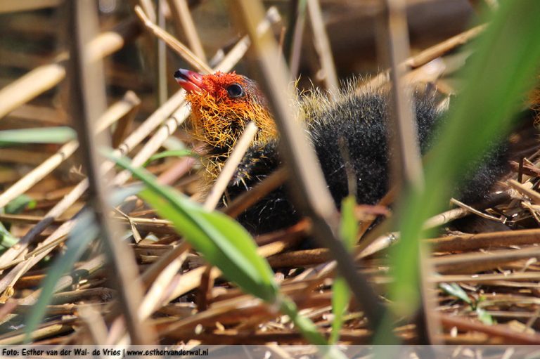 Meerkoetjes-08052016-012