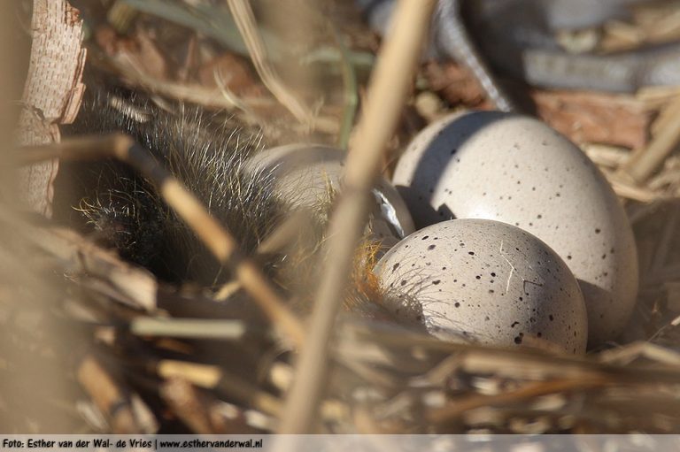 Meerkoetjes-08052016-016