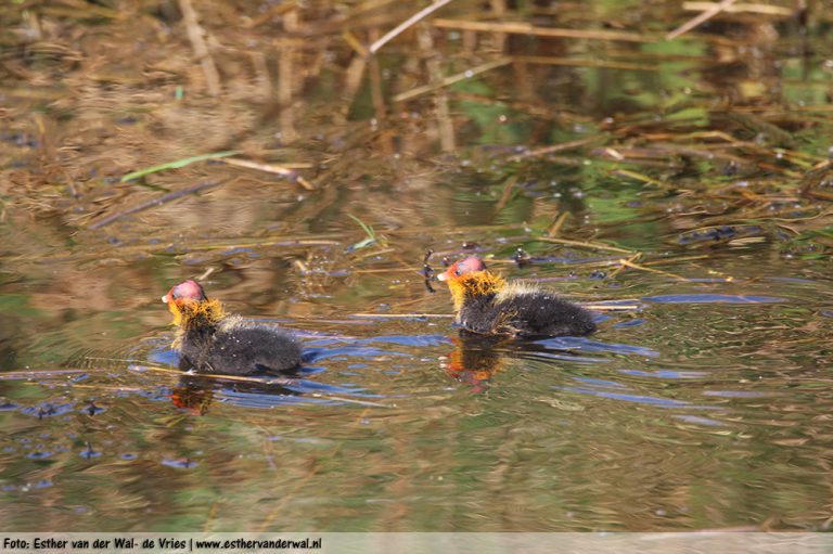 Meerkoetjes-11052016-01