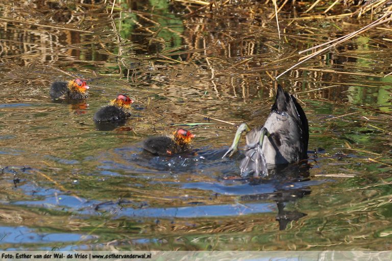 Meerkoetjes-11052016-05