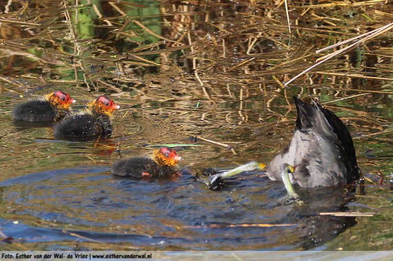 Meerkoetjes-11052016-07