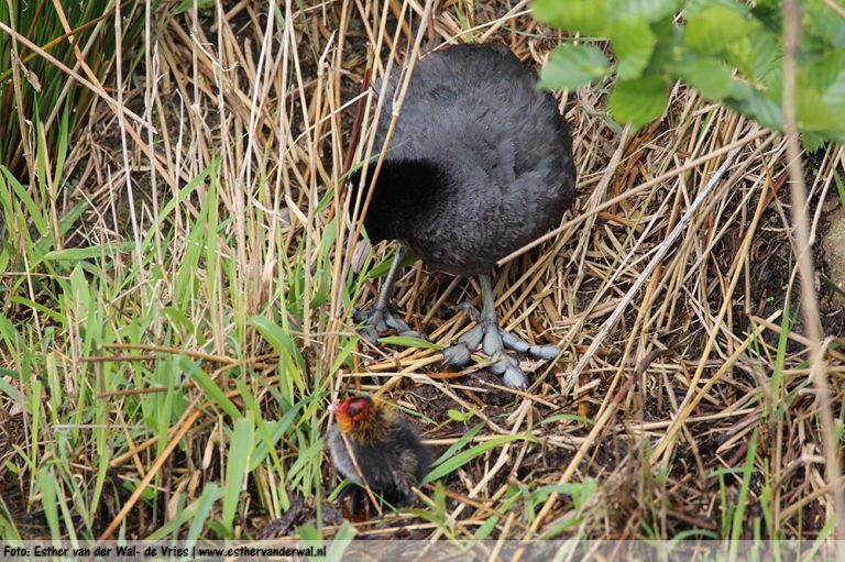 Meerkoetjes-150516-03