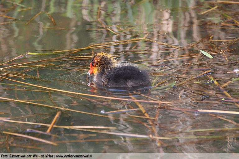 Meerkoetjes-150516-06